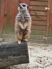 surykatka na pniu © jakub