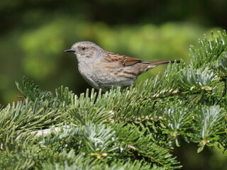 dunnock close up