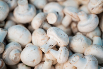 background a lot of mushrooms and champignons on grocery vegetable market