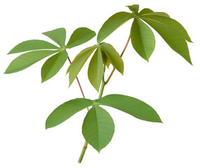cassava or manihot plant foliage, manihot esculenta, aka manioc, yuca, brazilian arrowroot,...