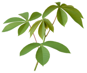 cassava or manihot plant foliage, manihot esculenta, aka manioc, yuca, brazilian arrowroot, tropical crop cultivated for starchy roots, isolated on white background, calorie-rich vegetable food source