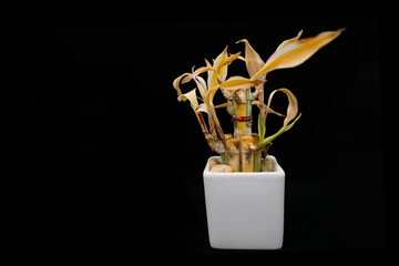 Dracaena Sanderiana (Lucky Bamboo) withered  in the white vase on the black background