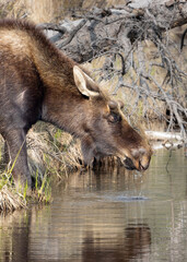 Young Male Moose Drinking