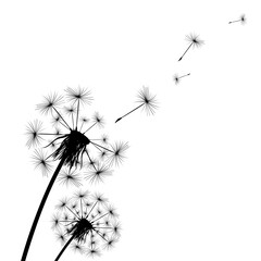 Silhouette of a simple single dandelion