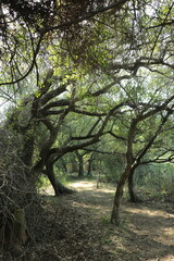 Sendero 