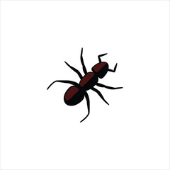 black ant isolated on white background