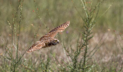 Burrowing Owl in flight in Cape Coral Florida USA