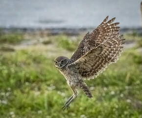 Burrowing Owl in flight in Cape Coral Florida USA