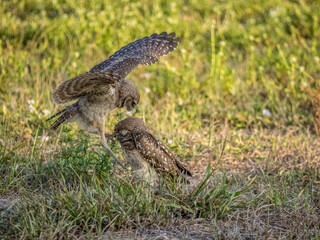Burrowing Owls siblings rough housing in Cape Coral Florida USA