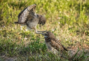 Burrowing Owls siblings rough housing in Cape Coral Florida USA