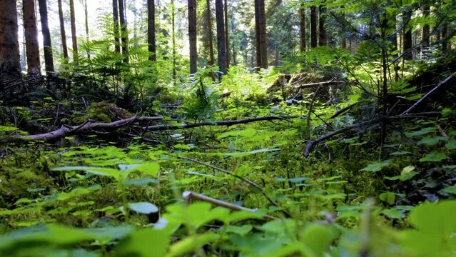 frisches moos, hellgr&uuml;ne gr&auml;ser und junges farnkraut &uuml;berwachsen den waldboden im fr&uuml;hling, sonnenschein dringt durch die baumkronen, wind bewegt die bl&auml;tter, statische und niedrige aufnahme zum boden