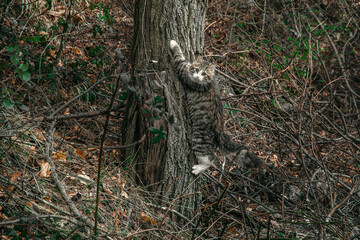 A gray cat climbed a tree in the forest. Cat in the forest animal mimicry.