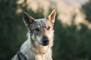 portrait of a wolf-like dog. Czechoslovak wolf. Close-up. cute pet outdoor 