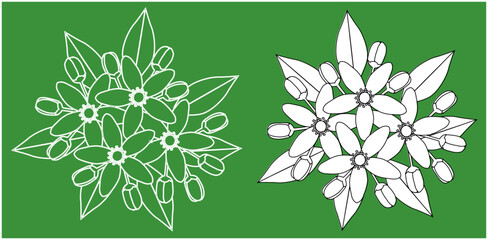 Set of citrus blossom line art