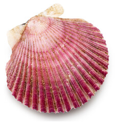 Closed scallop bivalve mollusk close up. File contains clipping path.