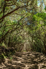 View on Tenerife island from Anaga Rural Park road.