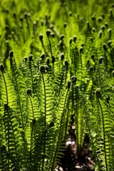 Young fresh fern shoots in sunlight, vertical photo