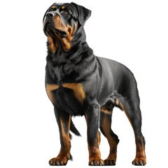Rottweiler standing isolated on white