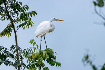 great blue heron