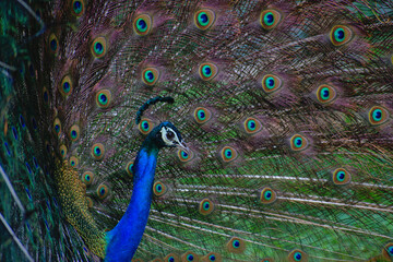 Fototapeta na wymiar Peacock dancing with it's feathers spread wide to attract mate