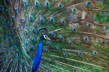 Fototapeta premium Peacock dancing with it's feathers spread wide to attract mate