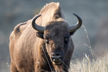European bison Bison bonasus in its natural habitat