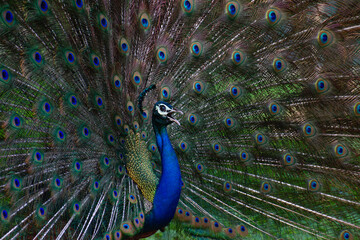 Obraz premium Peacock dancing with it's feathers spread wide to attract mate
