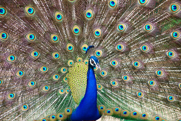 Obraz premium Peacock dancing with it's feathers spread wide to attract mate
