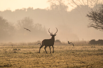 Silhouette of the deer running towards the lowland forest  while hooded crows flying through the early morning mist at sunrise - Autochthonous protected species