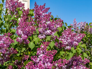 Obraz premium Beautiful blooming lilac at city street