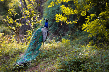 Obraz premium Beautiful Peacock with it's long colorful feathers