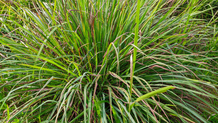 A close up of the citronella plant which has the Latin name Cymbopogon nardus