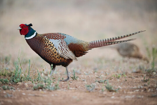 Pheasant cock walking on dry terrain