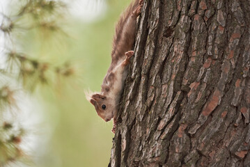 Fluffy squirrel climbing on tree trunk