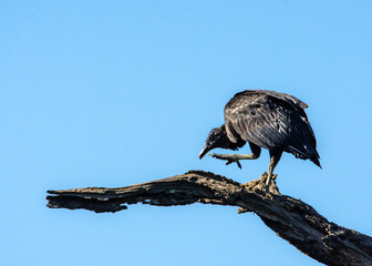 Black Vulture out on a limb