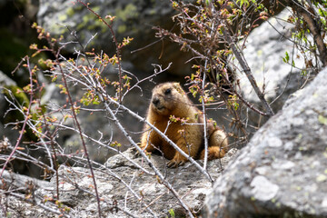 Marmot (Marmota Marmota) standing in rocks in the mountains. Groundhog in wilde nature.