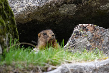 Naklejka na ściany i meble Marmot (Marmota Marmota) standing in rocks in the mountains. Groundhog in wilde nature.