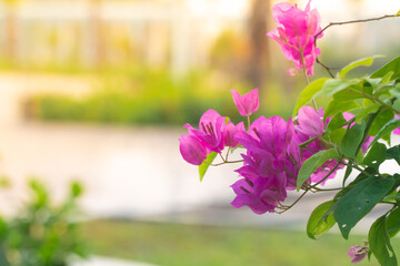Fototapeta na wymiar Bougainvillea pink flower branch with golden sunshine background in the park. Background for your cover photo and concept.