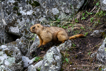 Marmot (Marmota Marmota) standing in rocks in the mountains. Groundhog in wilde nature.