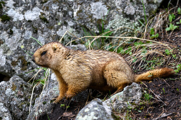 Marmot (Marmota Marmota) standing in rocks in the mountains. Groundhog in wilde nature.