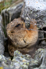 Marmot (Marmota Marmota) standing in rocks in the mountains. Groundhog in wilde nature.