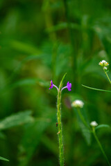 Wild Flowers of the Brazilian Hinterland