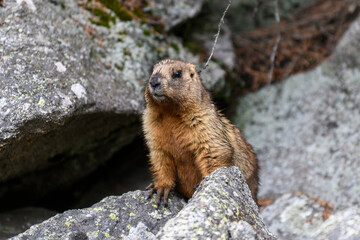 Marmot (Marmota Marmota) standing in rocks in the mountains. Groundhog in wilde nature.