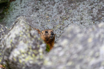 Marmot (Marmota Marmota) standing in rocks in the mountains. Groundhog in wilde nature.