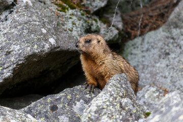 Marmot (Marmota Marmota) standing in rocks in the mountains. Groundhog in wilde nature.