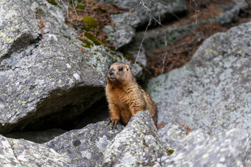 Marmot (Marmota Marmota) standing in rocks in the mountains. Groundhog in wilde nature.