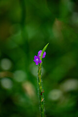 Wild Flowers of the Brazilian Hinterland