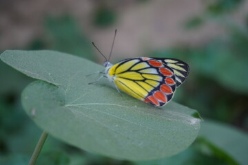 A beautiful butterfly is sitting on a green leaf