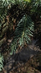 Christmas tree needles in the rays of daylight