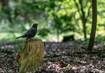 A blackbird relaxing on a tree trunk